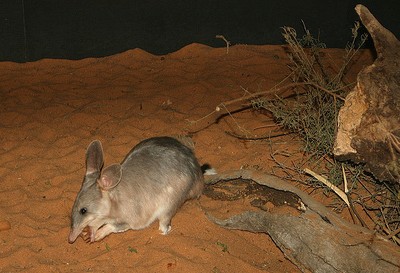 Southern Marsupial Mole