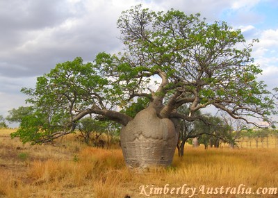 Baob Tree