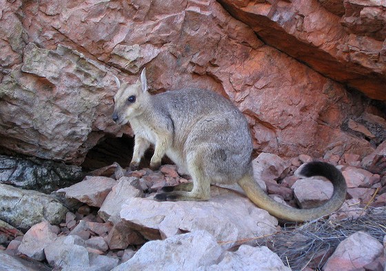 Meet The Shy Black-Flanked Rock-Wallaby