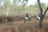 Mustering cattle at Charnley River